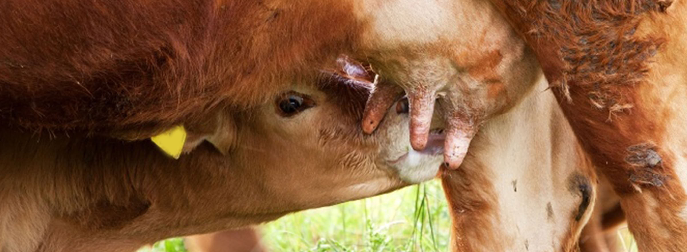 Kalb trinkt Milch von einer Kuh auf einer Wiese.